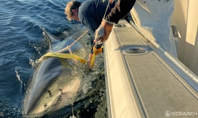 Contender có chiều dài gần 4,3 m. Ảnh: OCEARCH