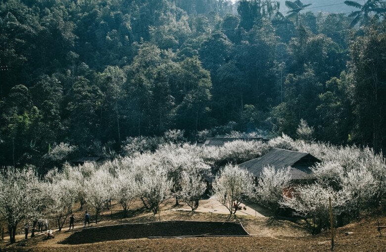 Không chỉ có Mộc Châu, top 5 địa điểm ngắm hoa mận đẹp như chốn thiên đường - 5