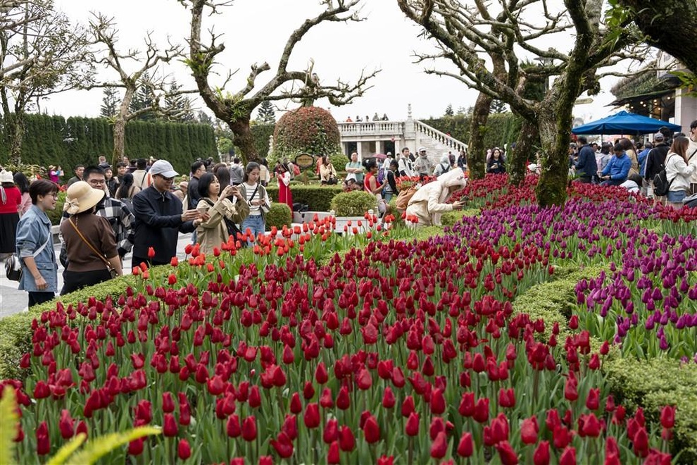 Lễ hội hoa tulip và không gian Tết trên đỉnh Bà Nà kéo dài hết tháng 2 - 1