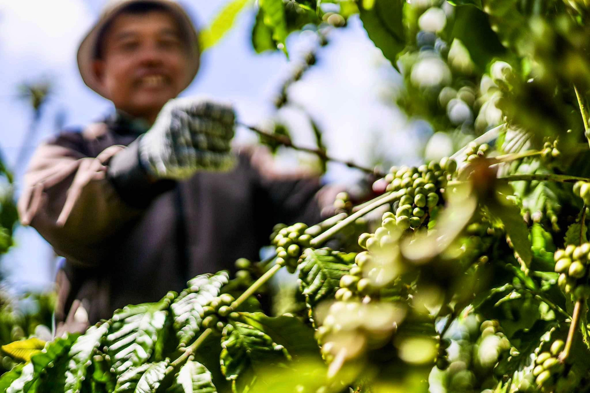 Lo thiếu nguồn cung, giá cà phê tăng nóng - Ảnh 1.