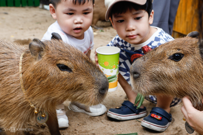 Hai em nhỏ đang tham gia hoạt động cho chuột lang nước (capybara) ăn tại Thảo Cầm Viên. Ảnh: Khương Nguyễn