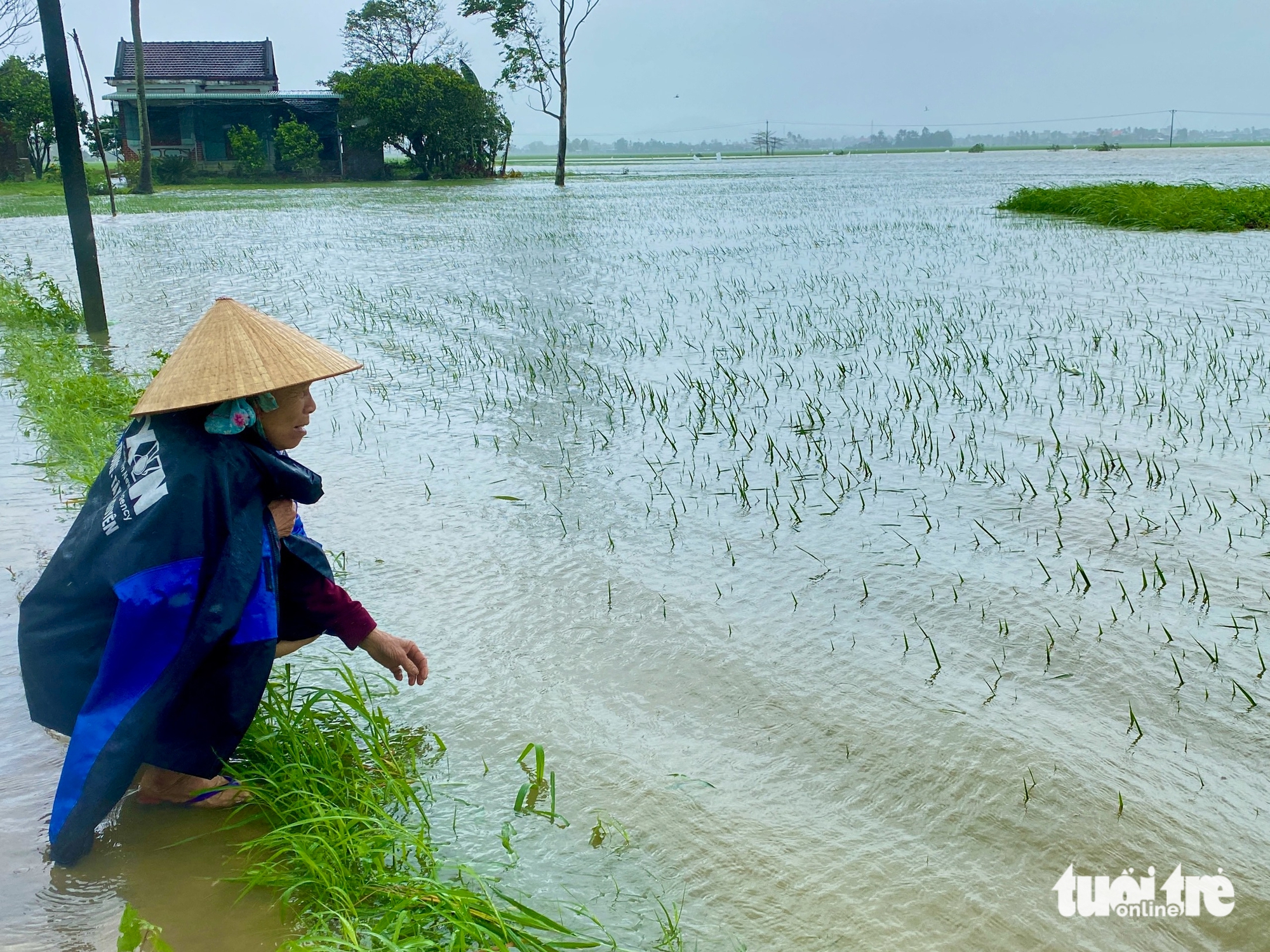 Nước ngập tại Phú Yên một số trường cho học sinh nghỉ học, người dân buồn rầu vì hoa màu hư hại - Ảnh 1.