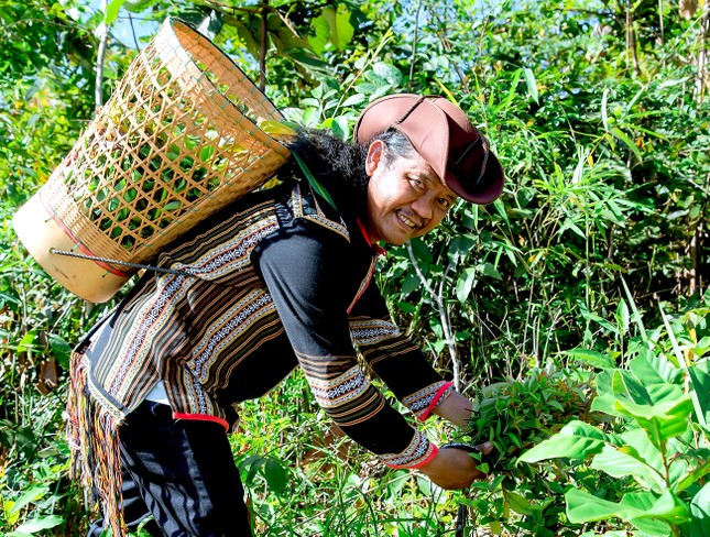 Món gỏi toàn lá 'gây nghiện' ở Kon Tum- Ảnh 1.