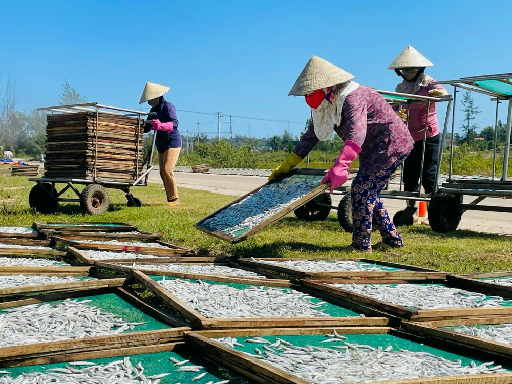 Mùa phơi cá cơm khô ở Quảng Ngãi