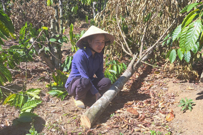 Chị Giang Phương Thanh khóc trên vườn cây bị chặt phá. Ảnh: Trần Hóa