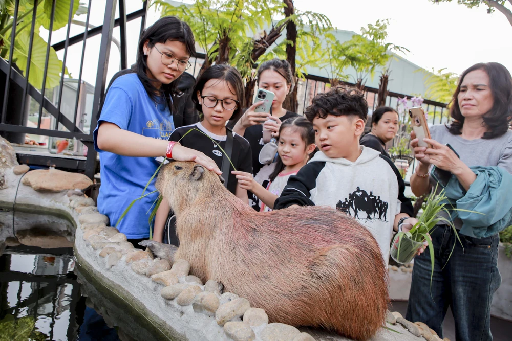 Quán cà phê có hai bé capybara, khách nhí phát cuồng