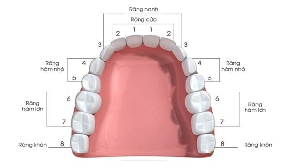 Răng khôn khi nào cần nhổ, nên nhổ ở tuổi nào? - Ảnh 1.