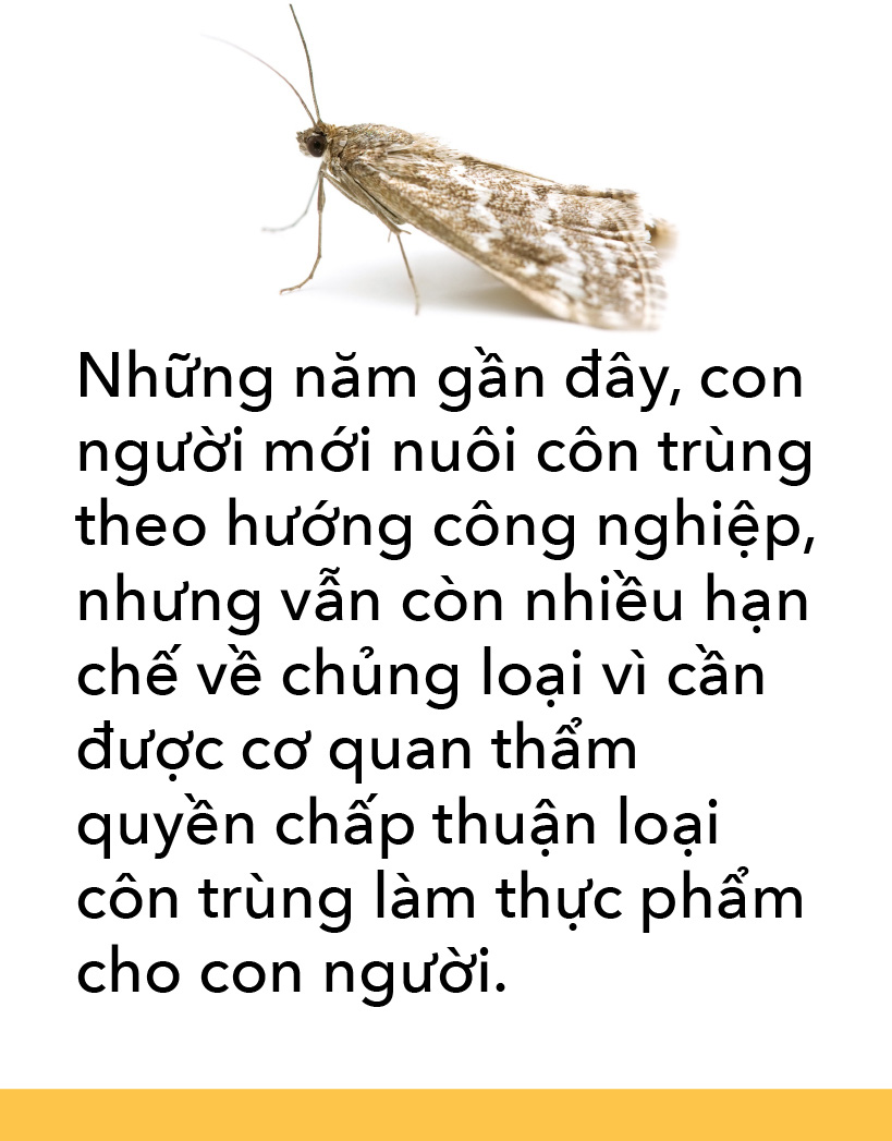 Món côn trùng, bếp núc ngày càng sáng tạo - Ảnh 8.