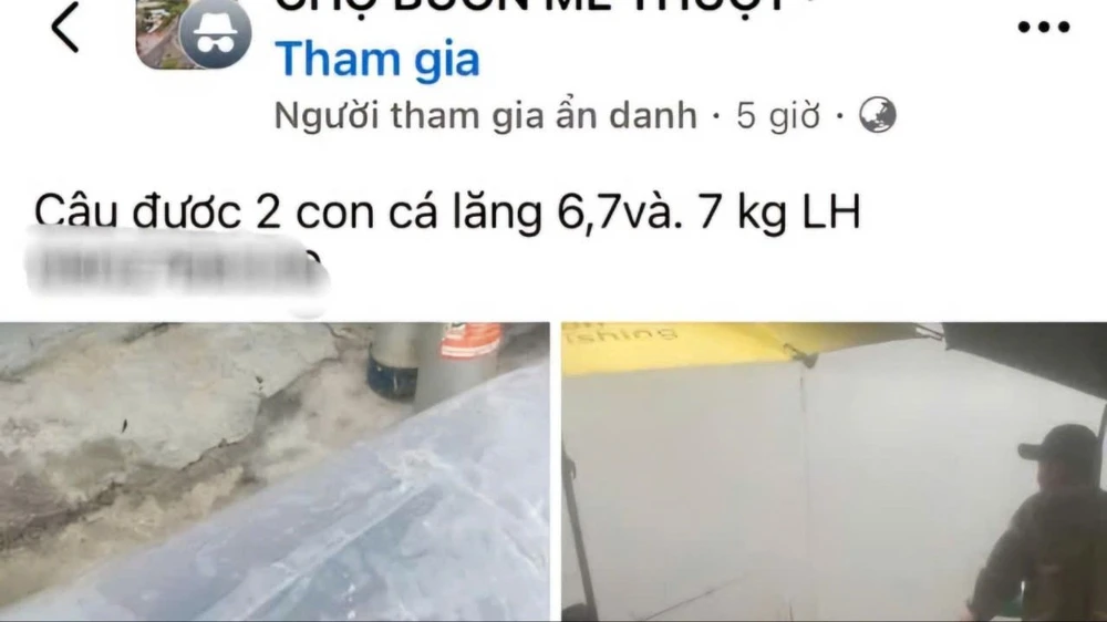 hai con cá lăng 2.jpg