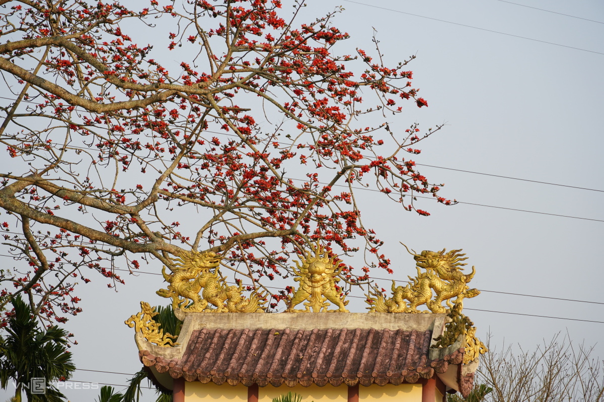 Cây gạo được người dân bảo vệ cùng với miếu. Vẻ đẹp của cây khiến ngôi miếu Bàu Vừng trở nên đặc biệt hơn.