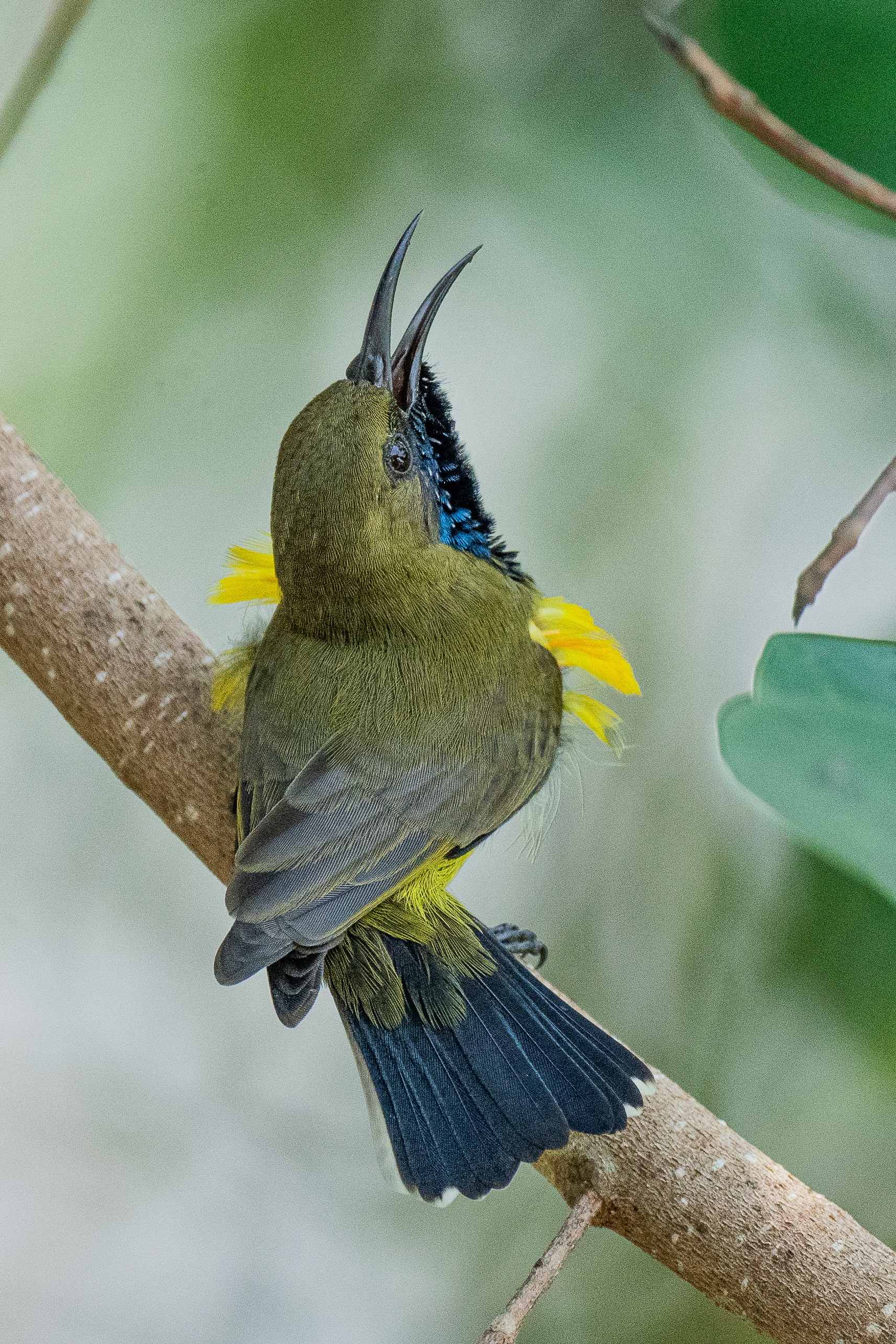 Giải ba của thể loại thi ảnh đẹp cuộc thi Vietnam Bird Race lần thứ nhất thuộc về tác giả Huỳnh Thanh Danh với con chim hút mật.