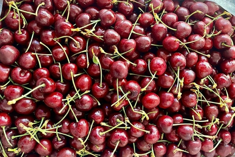 Cherry Chile giá sập sàn chỉ hơn 100.000 đồng/kg, dân tình đổ xô 