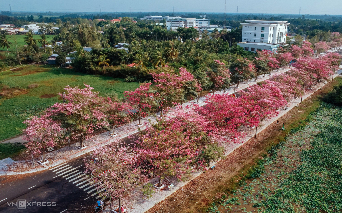 Đường hoa kèn hồng hiện có gần 300 cây, được UBND huyện Châu Thành trồng từ năm 2012 và bổ sung thêm sau này. Kèn hồng được trồng thành hai hàng trên vỉa hè, mỗi cây cách nhau hơn 5 m.