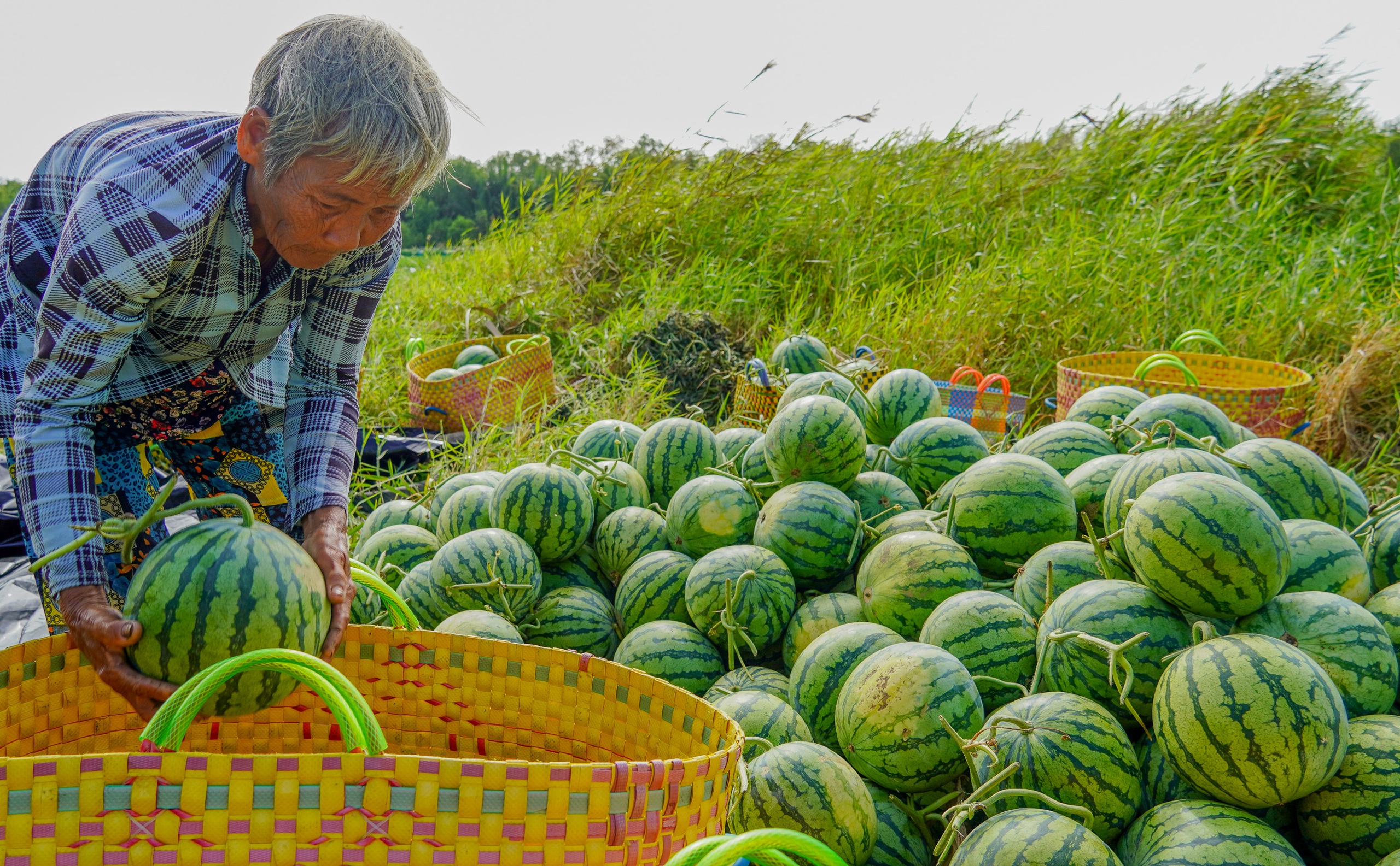 Trồng dưa hấu trên đất giồng cát ven biển, nông dân cực mà vui - Ảnh 3.