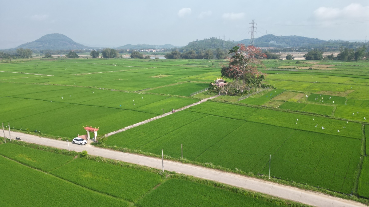 Đầu tháng 3, cây gạo nở đỏ rực giữa cánh đồng thôn An Tráng, xã Nghĩa Thắng, huyện Tư Nghĩa, cách bờ nam sông Trà Khúc khoảng 100 m.