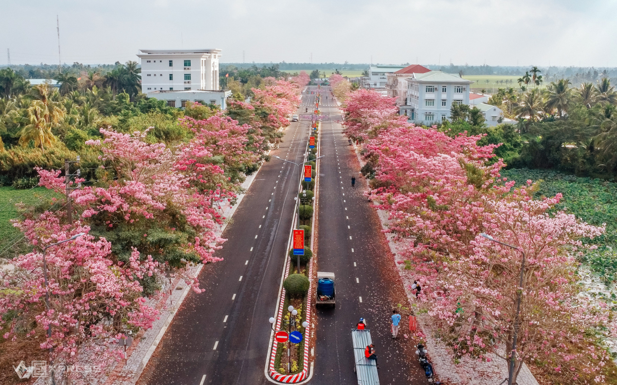 Đường hoa kèn hồng nổi tiếng miền Tây nằm tại đường Hùng Vương, huyện Châu Thành, dài hơn một km. Hiện hai hàng hoa đang vào đợt nở rộ. Mỗi ngày, hàng trăm du khách khắp các tỉnh miền Tây tìm đến check in tại đường kèn hồng này.