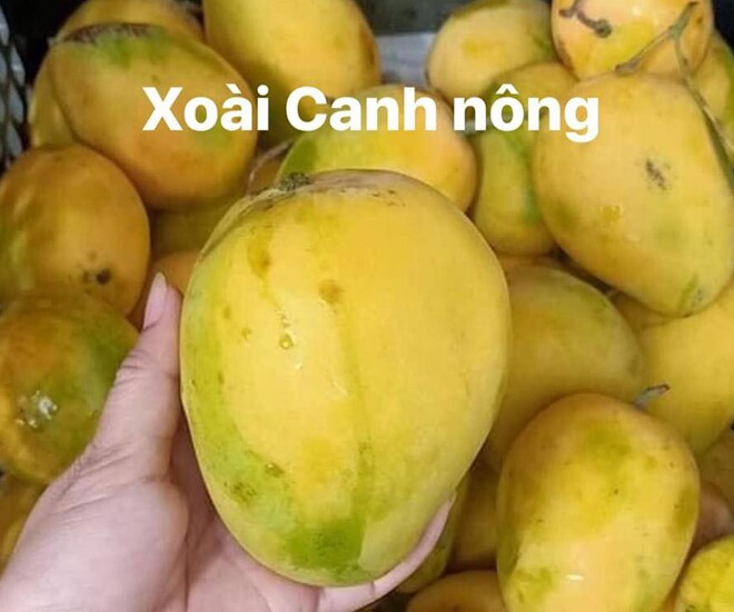 Xoài canh nông là giống xoài cổ ở Cam Lâm (Khánh Hòa), mùi thơm nức mũi khiến ai ăn thử một lần cũng nhớ mãi