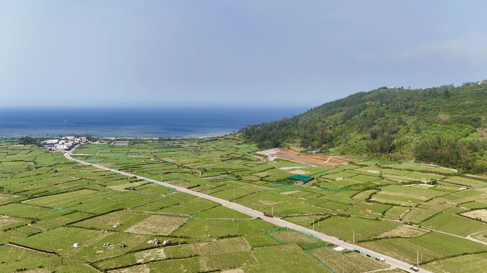 Mùa thu hoạch 'vàng trắng’ ở đảo Lý Sơn