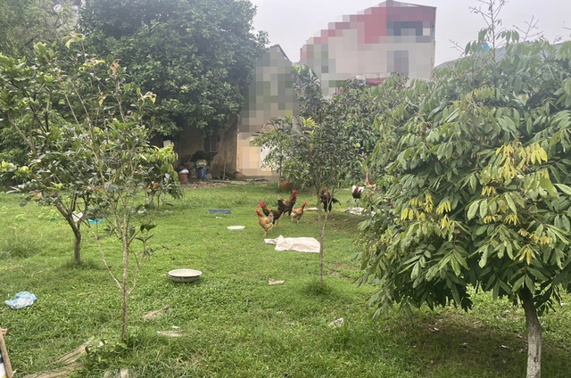 11 anh em kiện chia đất: 'Đất đai giá trị, nhưng tình anh em mới thiêng liêng' - Ảnh 2.