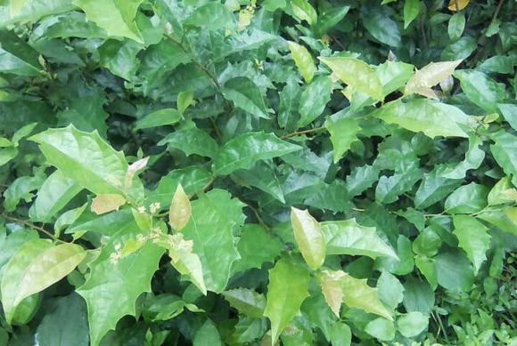 Cây xạ đen, công dụng của cây xạ đen