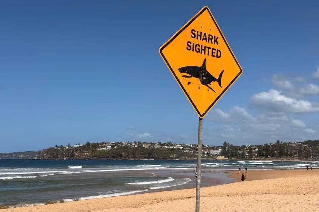 Người đàn ông bị cá mập dài gần 4m cắn chết khi lướt ván - 3