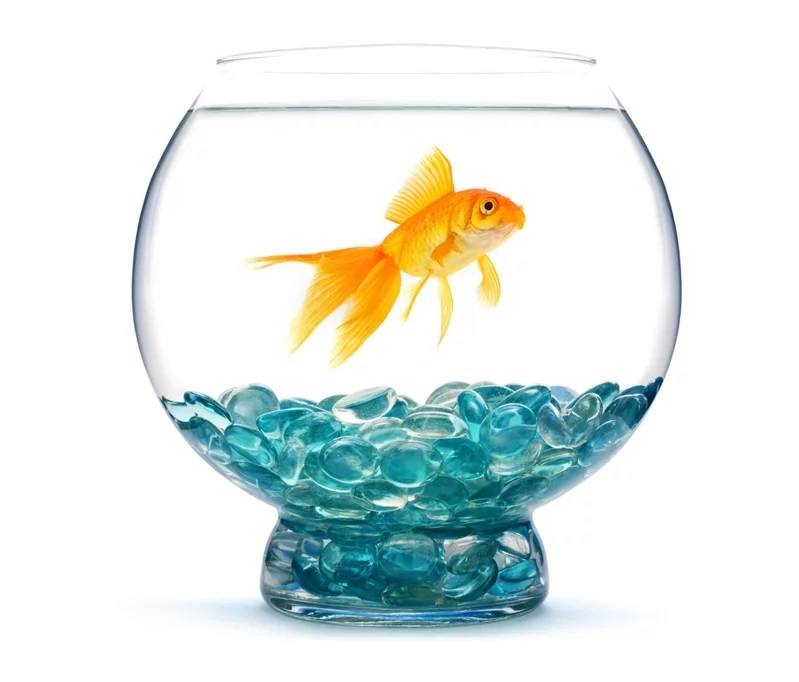 Người có thuộc tính Chu tước nên nuôi cá hoặc trồng cây thủy canh. Ảnh: ingimage