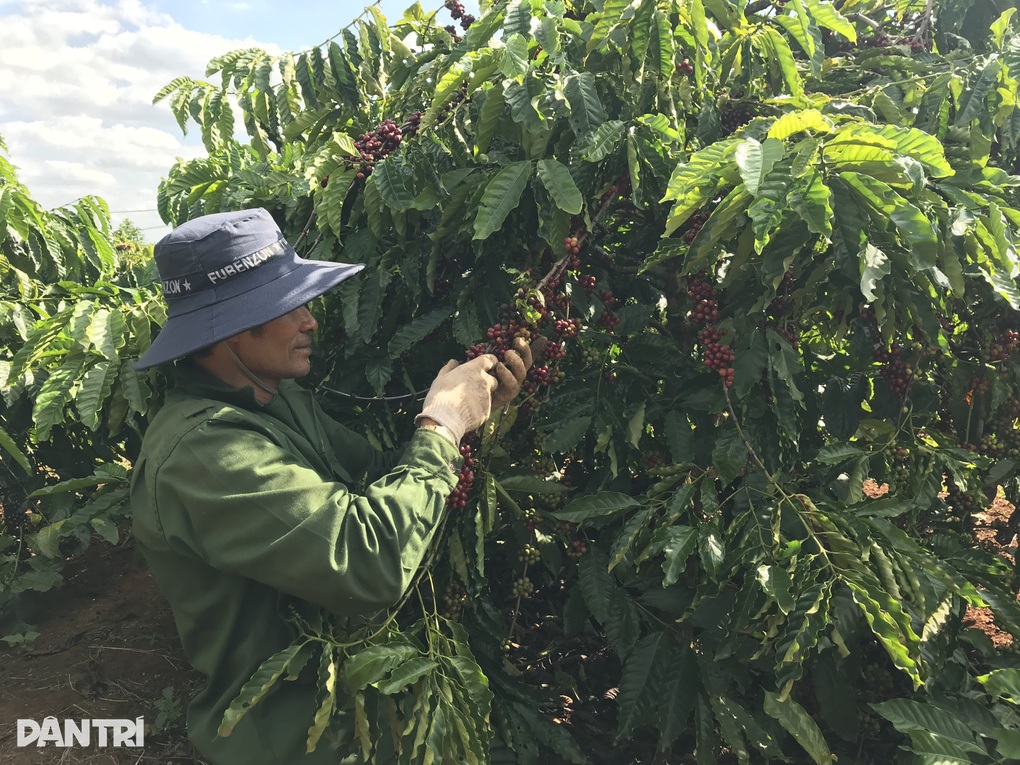 Ngành bảo vệ thực vật than về một điều khoản, mong được cởi trói - 2