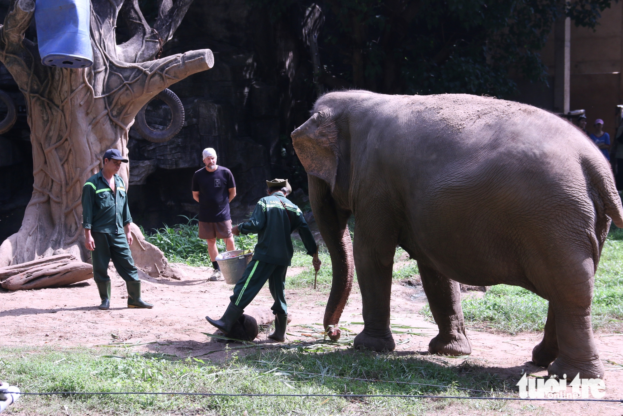 Voi ở Thảo cầm viên được ‘làm móng’, chăm sóc để sống hạnh phúc hơn 2 Thảo cầm viên - Ảnh 2.