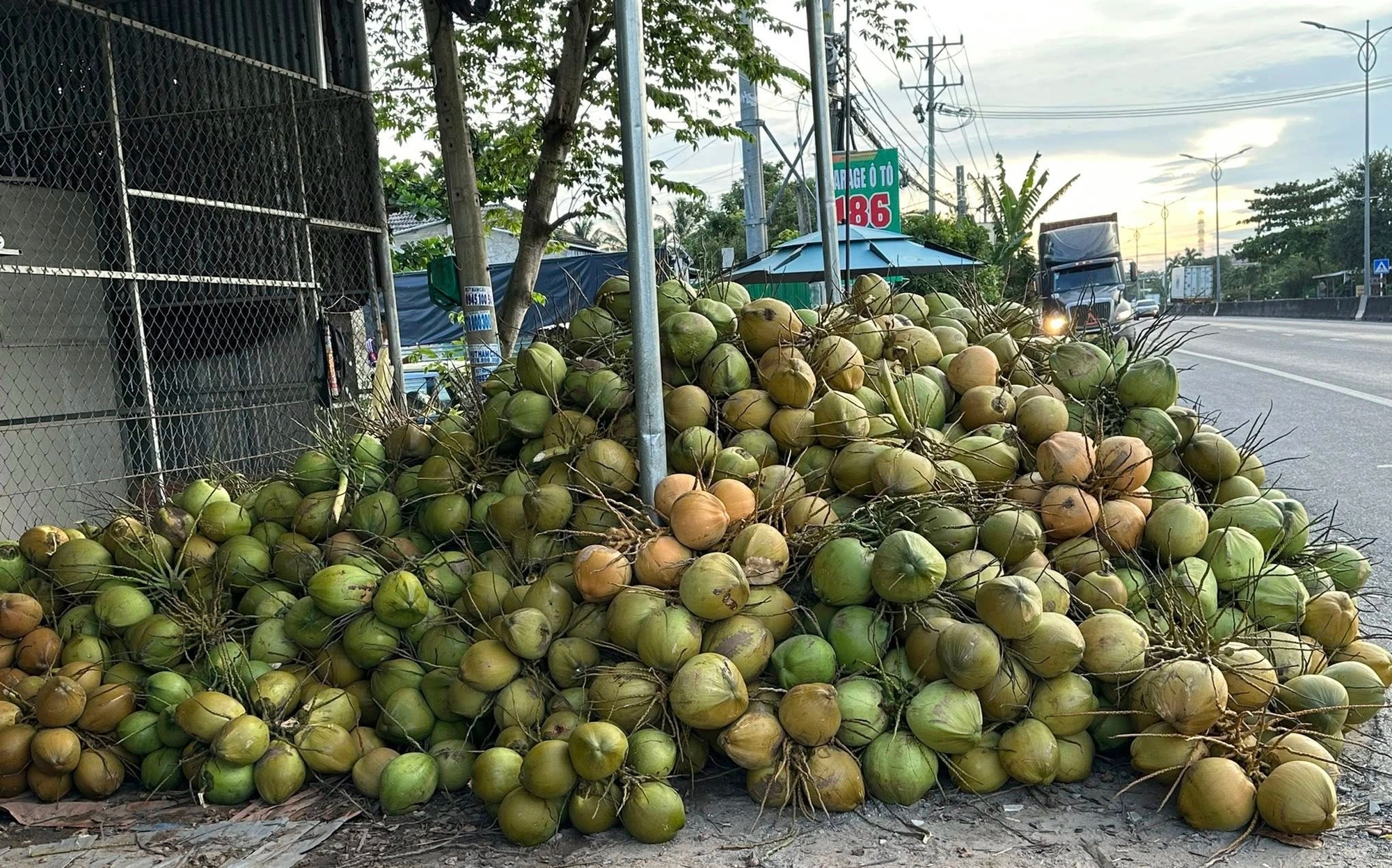 Dừa 'sốt' giá, nhiều nơi chặt bỏ cam sành, mít Thái để trồng dừa 2 Dừa 'sốt' giá, nhiều nơi chặt bỏ cam sành, mít Thái để trồng dừa - Ảnh 2.