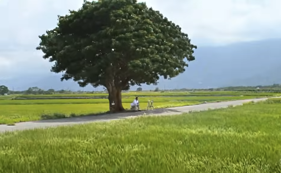 Check-in cây cô đơn mang tên siêu sao Kim Thành Vũ- Ảnh 4. Check-in cây cô đơn mang tên siêu sao Kim Thành Vũ- Ảnh 4.