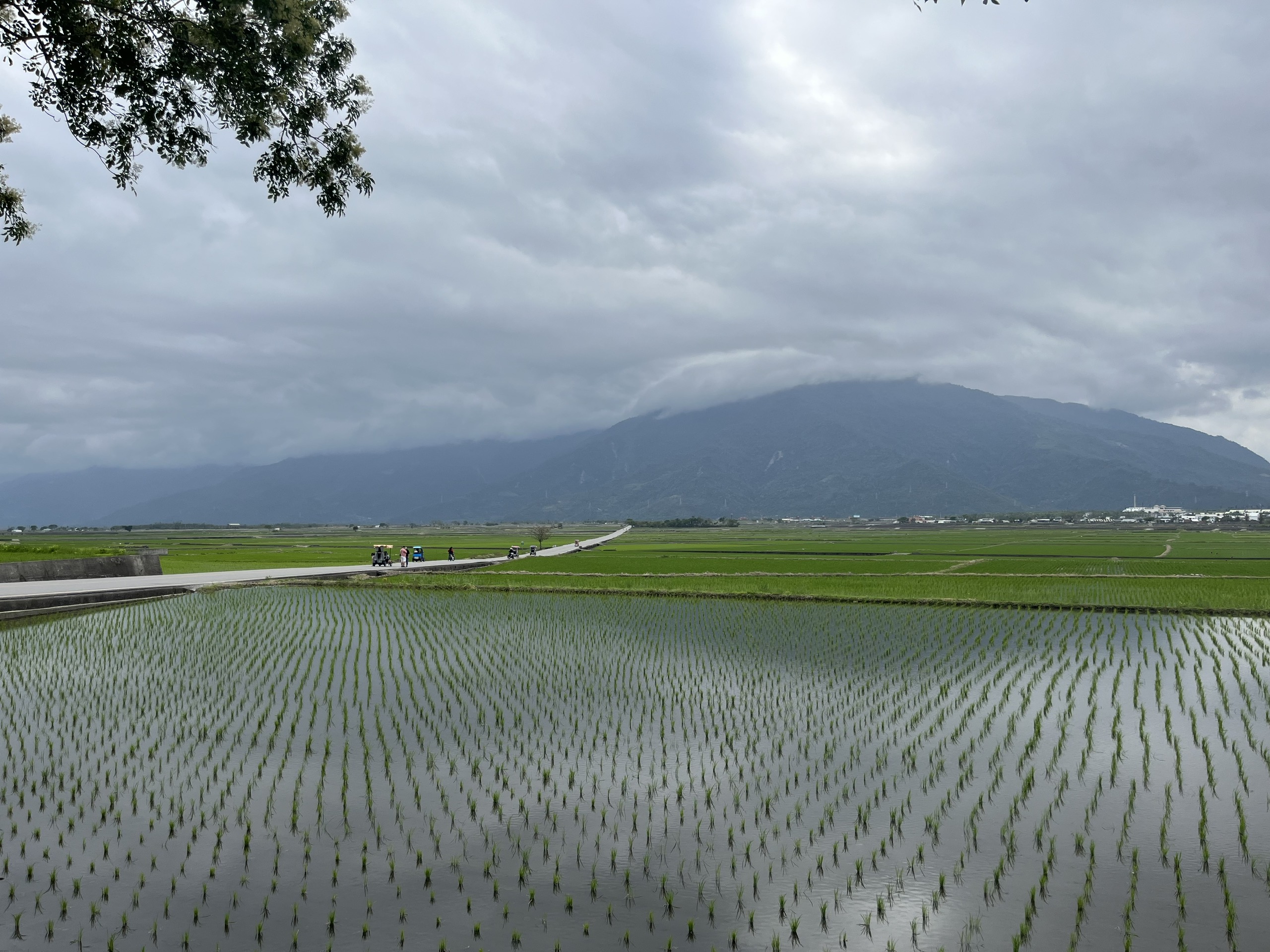 Check-in cây cô đơn mang tên siêu sao Kim Thành Vũ- Ảnh 8. Check-in cây cô đơn mang tên siêu sao Kim Thành Vũ- Ảnh 8.