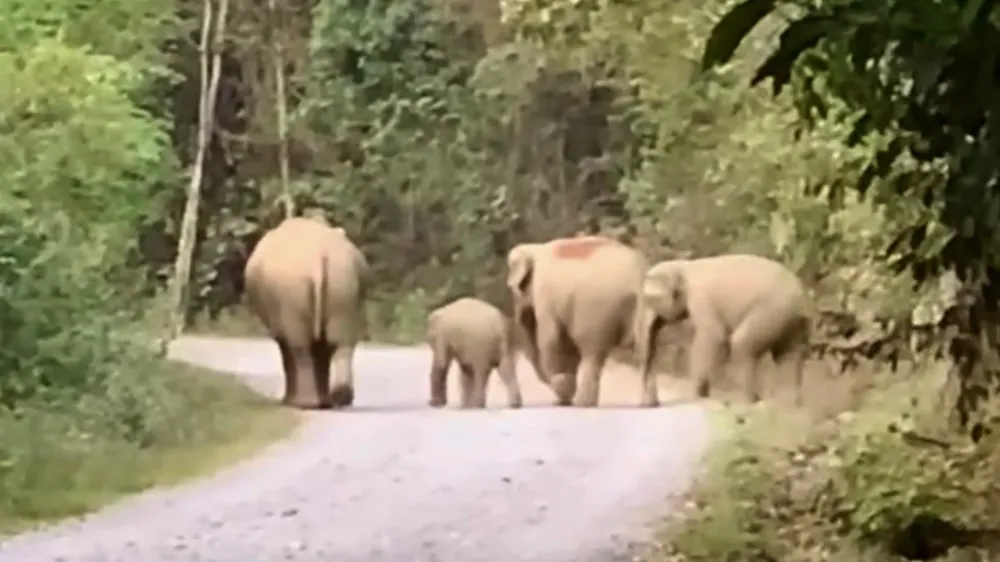 Đoàn voi hoang dã tại tỉnh Đồng Nai. Ảnh: VH. voi hoang dã.jpg