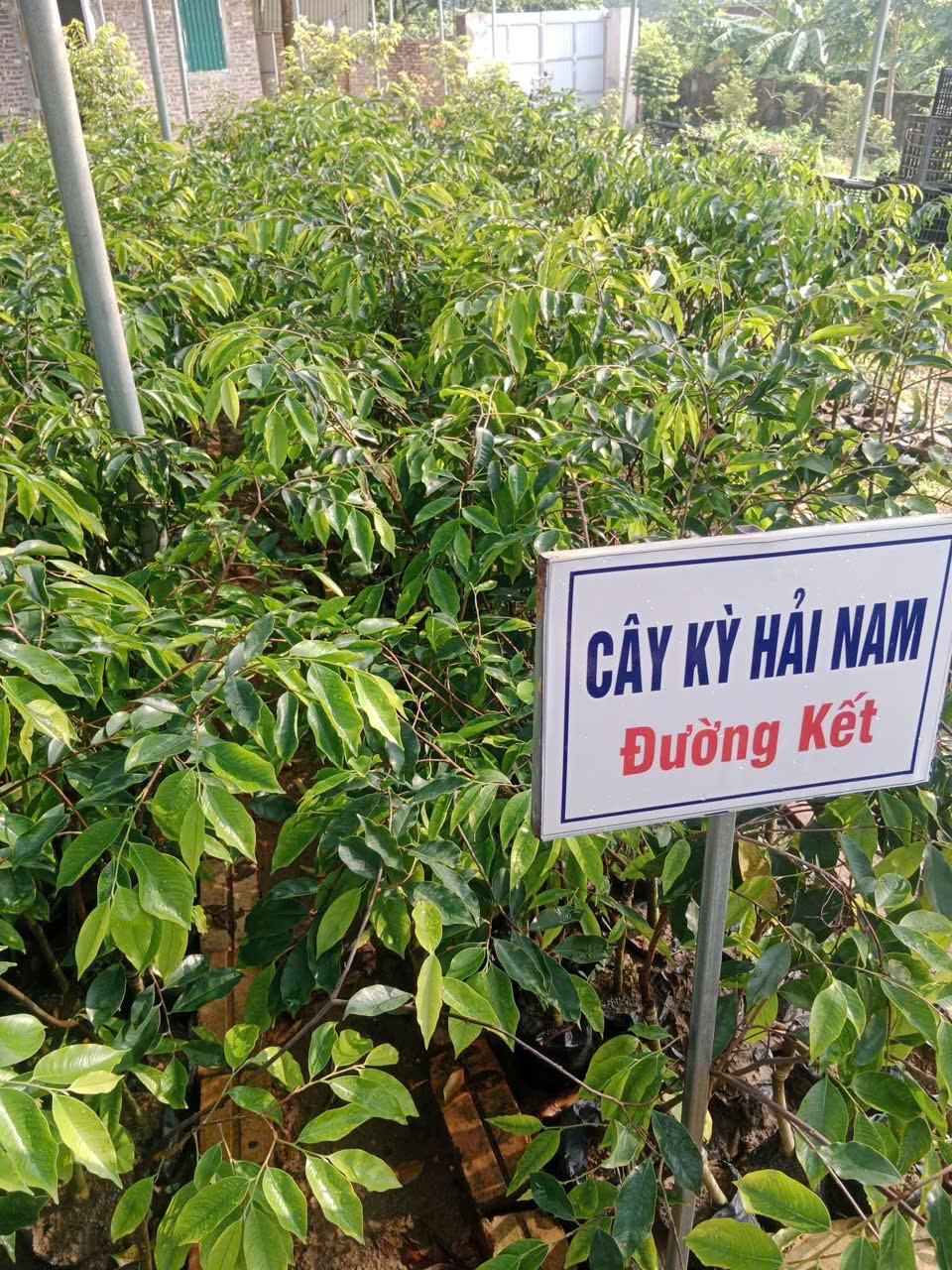 Trồng kỳ hải nam thu tiền tỉ, thật hay 'lùa gà'?- Ảnh 2.