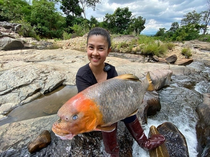 Loài cá tiến vua “quý như vàng” ở Phú Thọ, nay giá cả chục triệu đồng vẫn được giới đại gia săn lùng mua 2 Có những con cá Anh Vũ vàng giá lên tới chục triệu đồng.