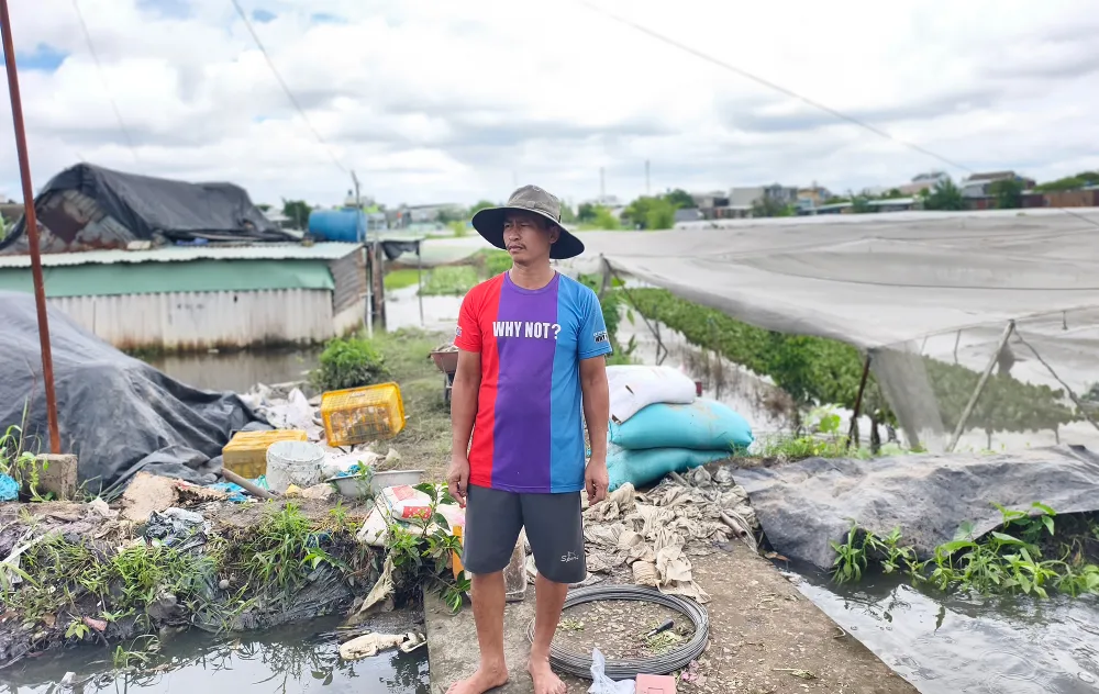 Từ đêm ngày 18 đến trưa ngày 19-9, nhiều người dân đã huy động máy bơm hút nước "cứu rau". Ảnh: NT mua-lon-khien-nhieu-vuon-rau-o-xa-vinh-loc-bi-ngap-thiet-hai-hang-tram-trieu-1.jpg