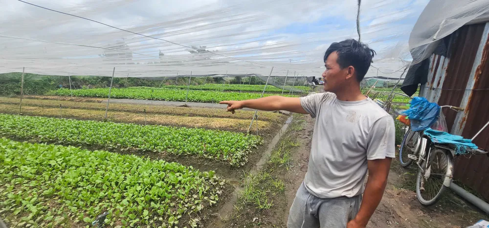 Ông Kiên cho biết khoảng một nửa diện tích rau của gia đình bị hư hỏng do ngập. Ảnh: NT mua-lon-khien-nhieu-vuon-rau-o-xa-vinh-loc-bi-ngap-thiet-hai-hang-tram-trieu-kien.jpg