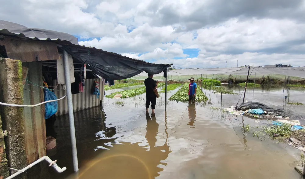 Nhiều người nông dân trồng rau cũng rơi vào hoàn cảnh giống như ông Nam. Ảnh: NT Mưa lớn khiến nhiều vườn rau ở xã Vĩnh Lộc bị ngập, thiệt hại hàng trăm triệu