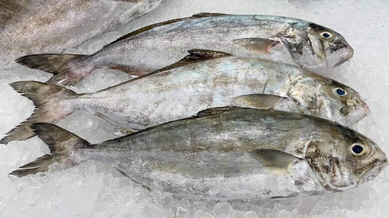 Loài cá có cái tên amp;#34;ngượng ngùngamp;#34; khiến ai cũng bật cười: Nấu được đủ món ngon bổ dưỡng, giá đến 450.000đ/kg - 2