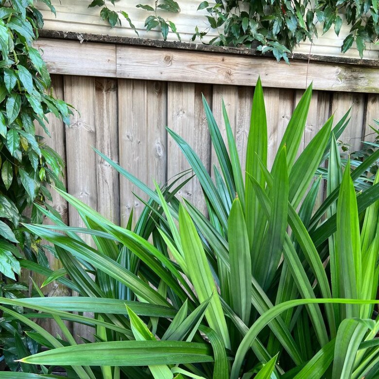 Trước đó, nàng dâu hào môn chia sẻ nhiều món ăn truyền thống nhưng như được thêm phần đẳng cấp vì cách trình bày chỉn chu. Như cháo trắng lá dứa vườn nhà.