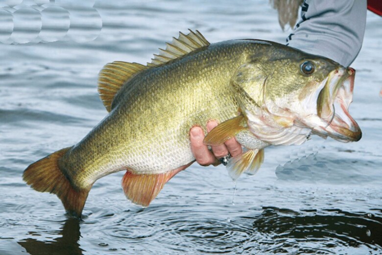 Loài cá dân dã ở Việt Nam, bất ngờ được khen “tốt hơn cả cá hồi”, giá chỉ từ 120.000 đồng/kg 2 Loài cá này được khen tốt hơn cá hồi về mặt dinh dưỡng, giá cả lại rẻ hơn.