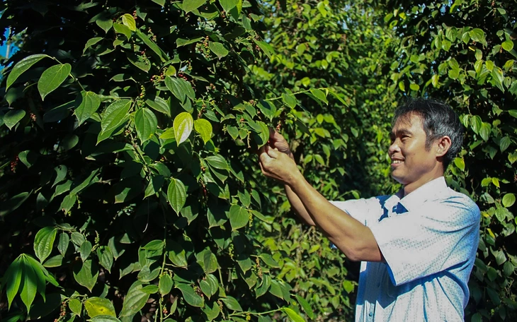 Về Ka Tư nghe chuyện làm nông nghiệp hữu cơ - Ảnh 2.