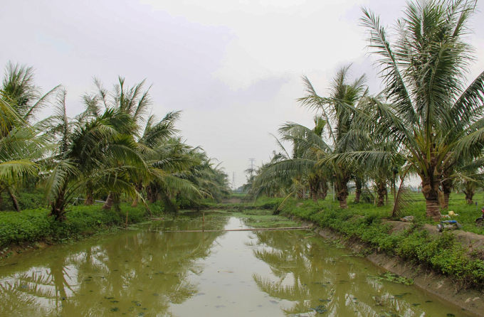 Trang trại nuôi ốc bươu của gia đình anh Bảo tại xã Bình Minh. Ảnh: Đức Hùng