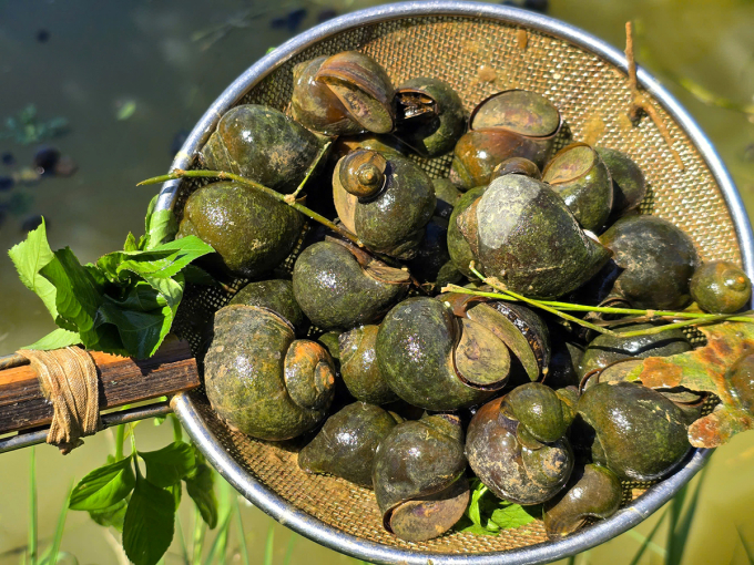 Ốc bươu thương phẩm tại trang trại của anh Bảo. Ảnh: Đức Hùng