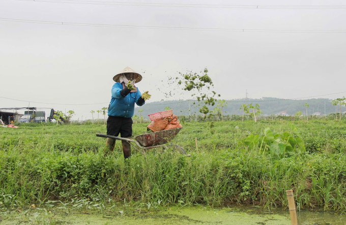 Công nhân đang làm việc tại trang trại. Ảnh: Đức Hùng