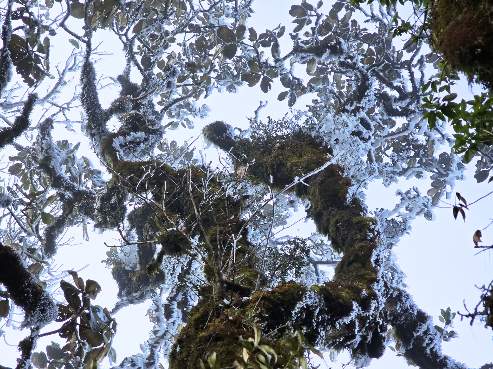 Băng giá bất ngờ xuất hiện ở Băng giá bất ngờ xuất hiện ở