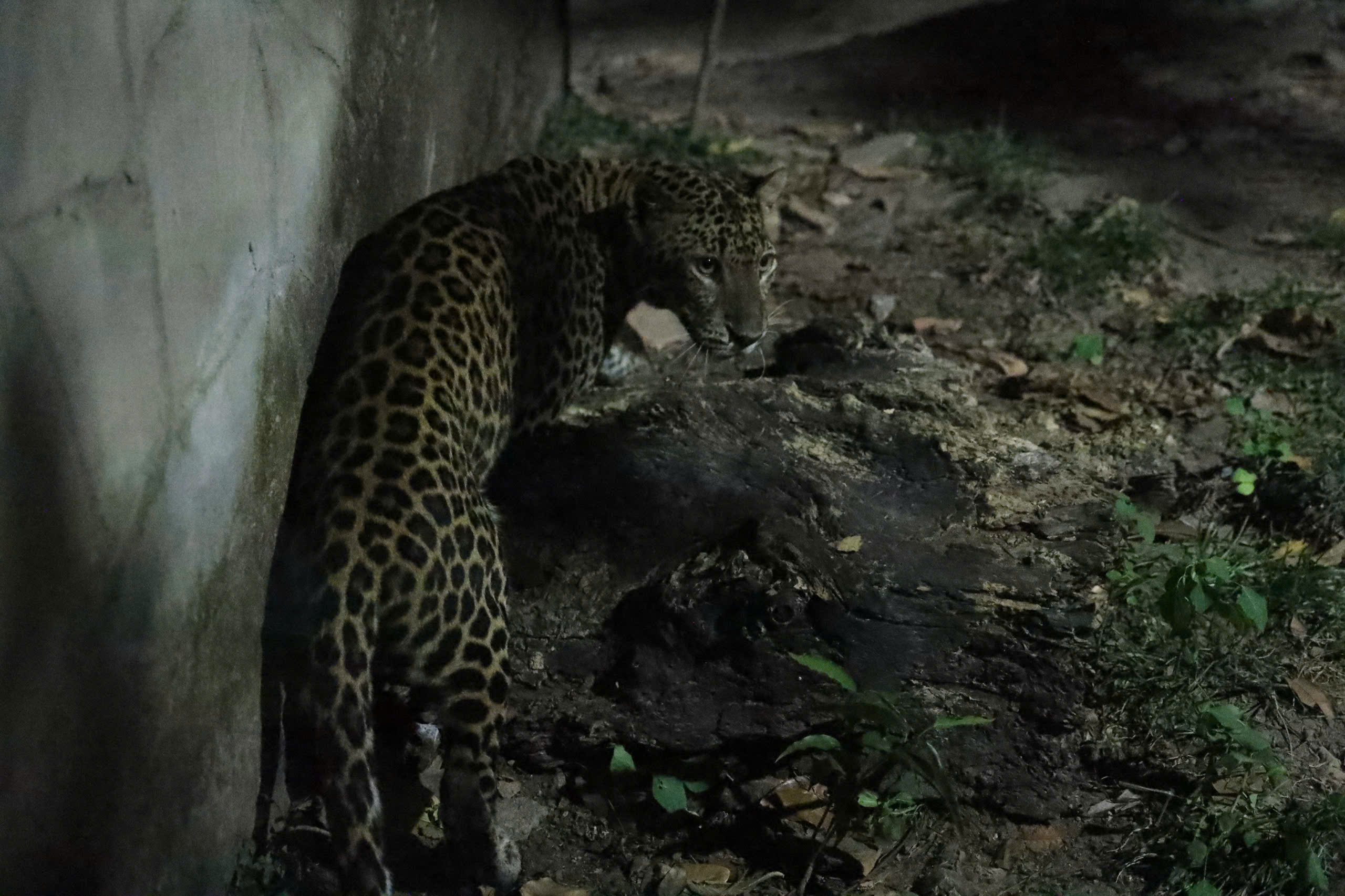 Săn lùng mắt phát sáng trong đêm tại Thảo Cầm Viên Sài Gòn- Ảnh 5. Săn lùng mắt phát sáng trong đêm tại Thảo Cầm Viên Sài Gòn- Ảnh 5.