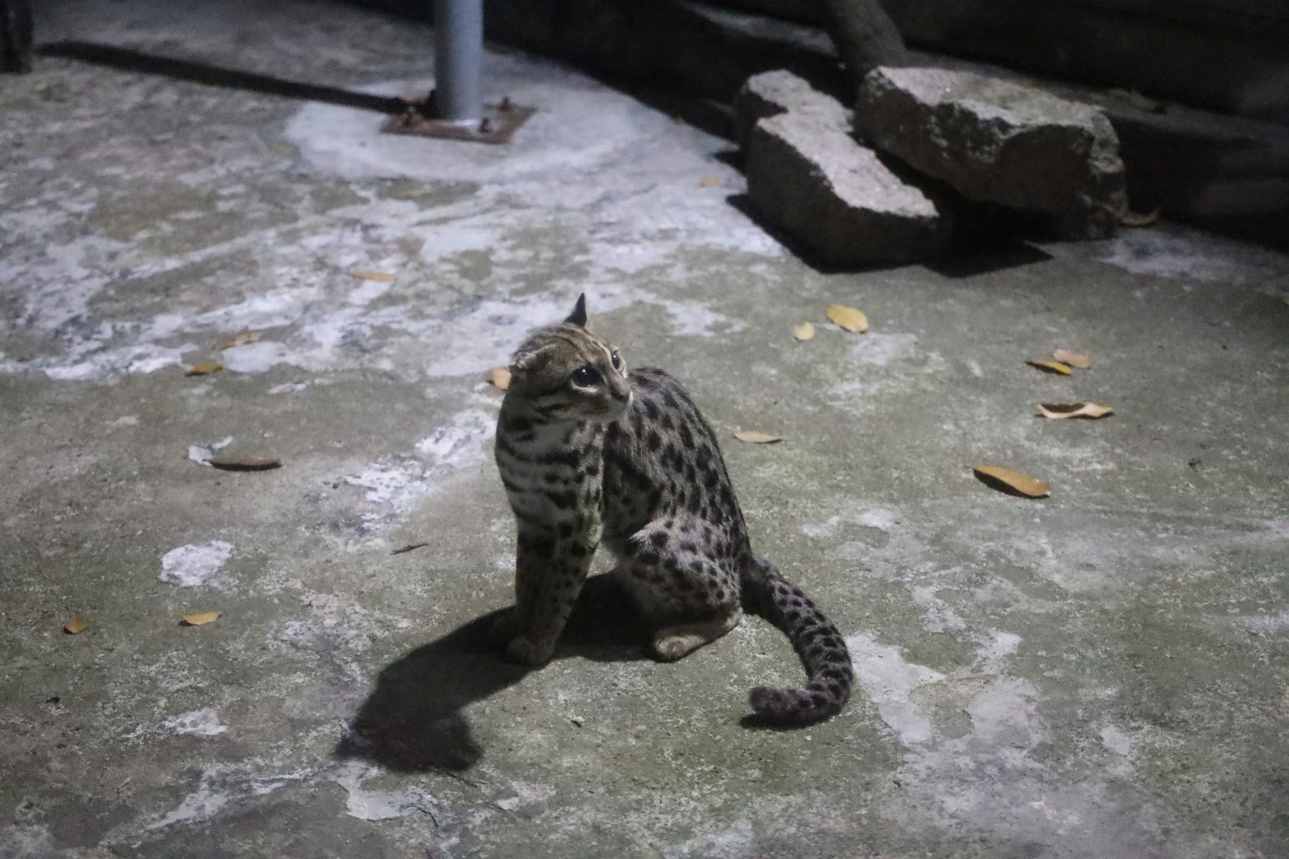 Săn lùng mắt phát sáng trong đêm tại Thảo Cầm Viên Sài Gòn- Ảnh 6. Săn lùng mắt phát sáng trong đêm tại Thảo Cầm Viên Sài Gòn- Ảnh 6.