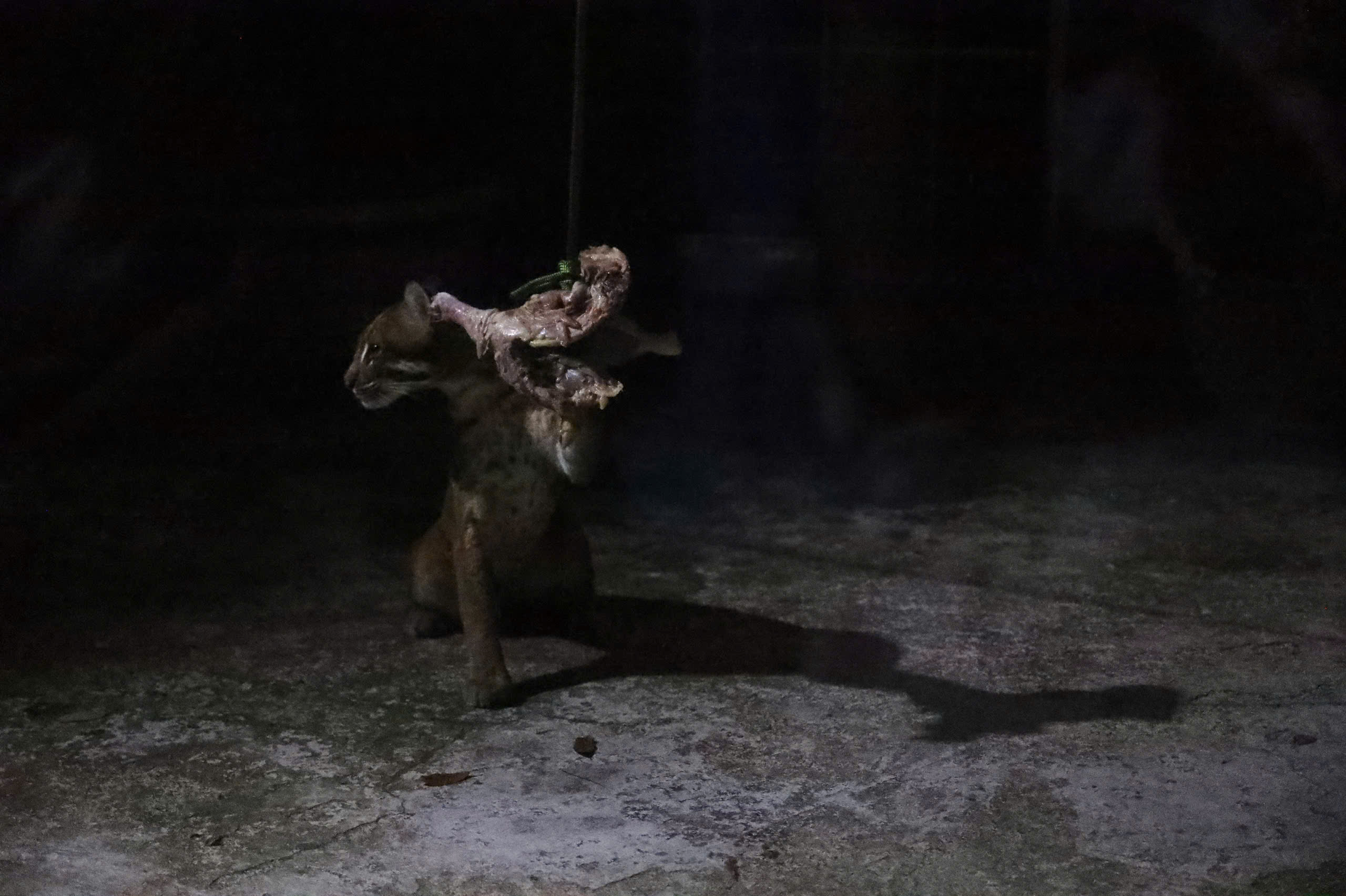 Săn lùng mắt phát sáng trong đêm tại Thảo Cầm Viên Sài Gòn- Ảnh 7. Săn lùng mắt phát sáng trong đêm tại Thảo Cầm Viên Sài Gòn- Ảnh 7.