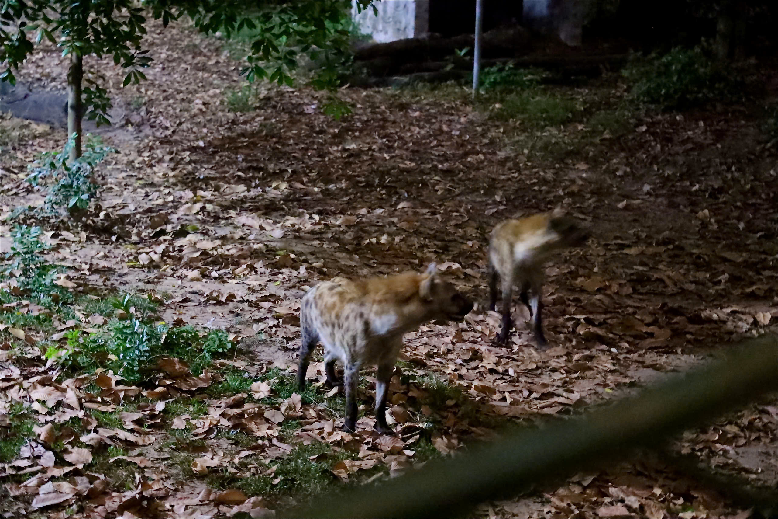 Săn lùng mắt phát sáng trong đêm tại Thảo Cầm Viên Sài Gòn- Ảnh 8. Săn lùng mắt phát sáng trong đêm tại Thảo Cầm Viên Sài Gòn- Ảnh 8.