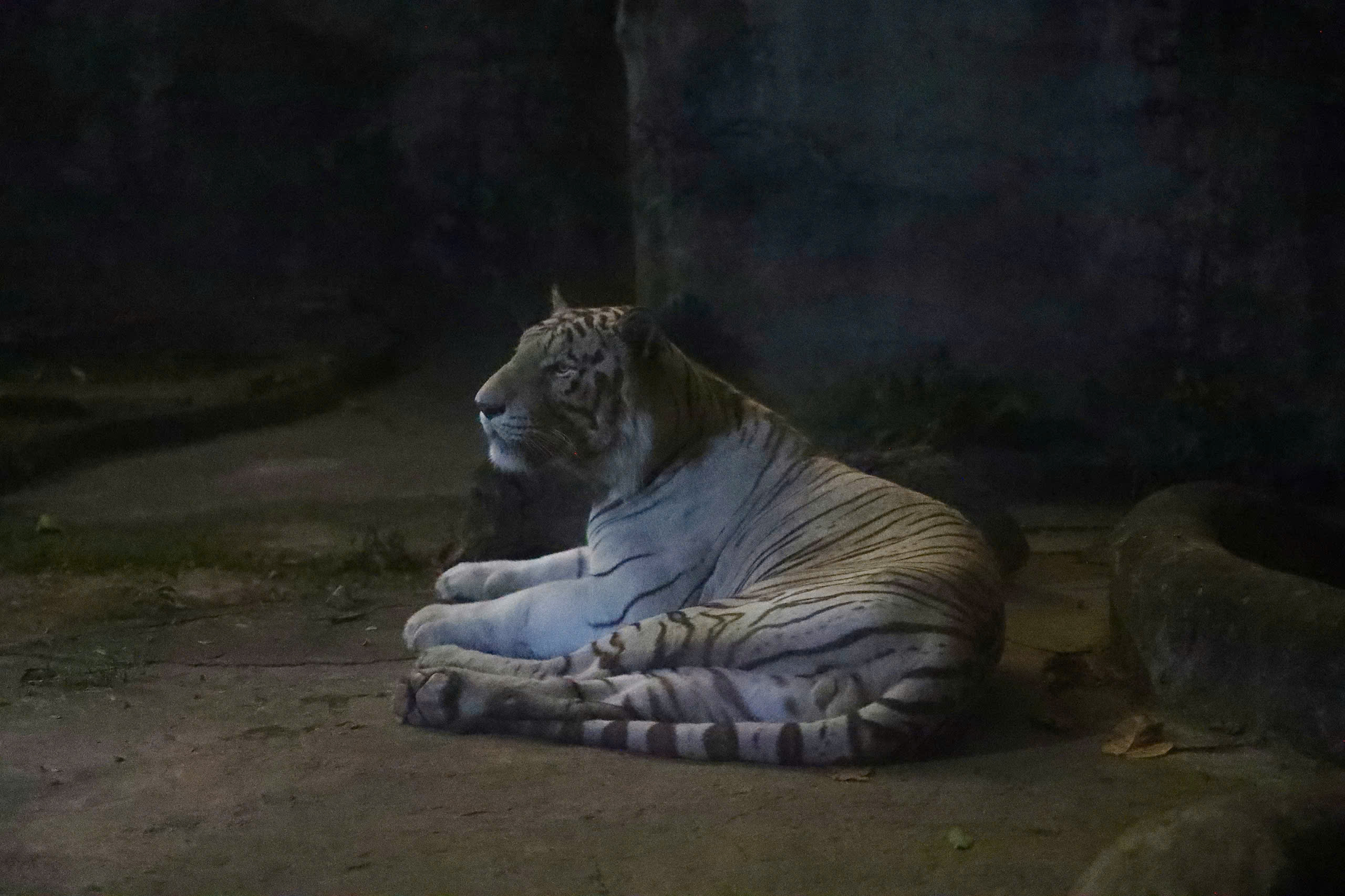 Săn lùng mắt phát sáng trong đêm tại Thảo Cầm Viên Sài Gòn- Ảnh 9. Săn lùng mắt phát sáng trong đêm tại Thảo Cầm Viên Sài Gòn- Ảnh 9.